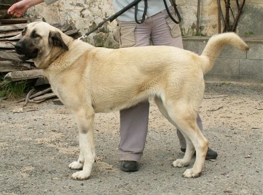 Boz kangal du Bonnie Blue Flag