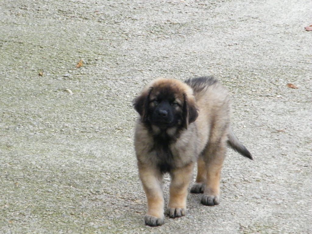 du Bonnie Blue Flag - Chiot disponible  - Leonberger