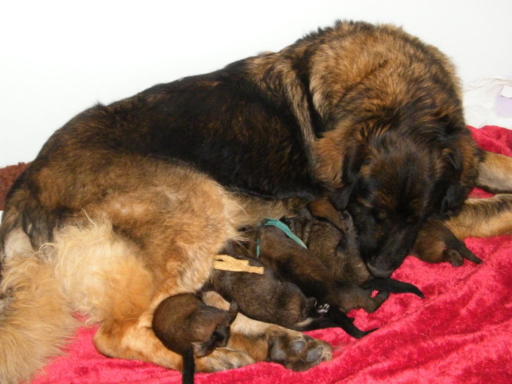 chiot Leonberger du Bonnie Blue Flag