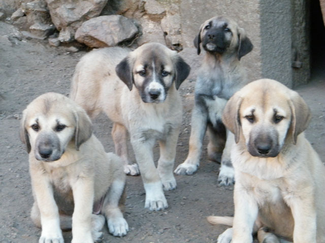 Bébés de Cay et C'Kurt nés le 2 Août 2009