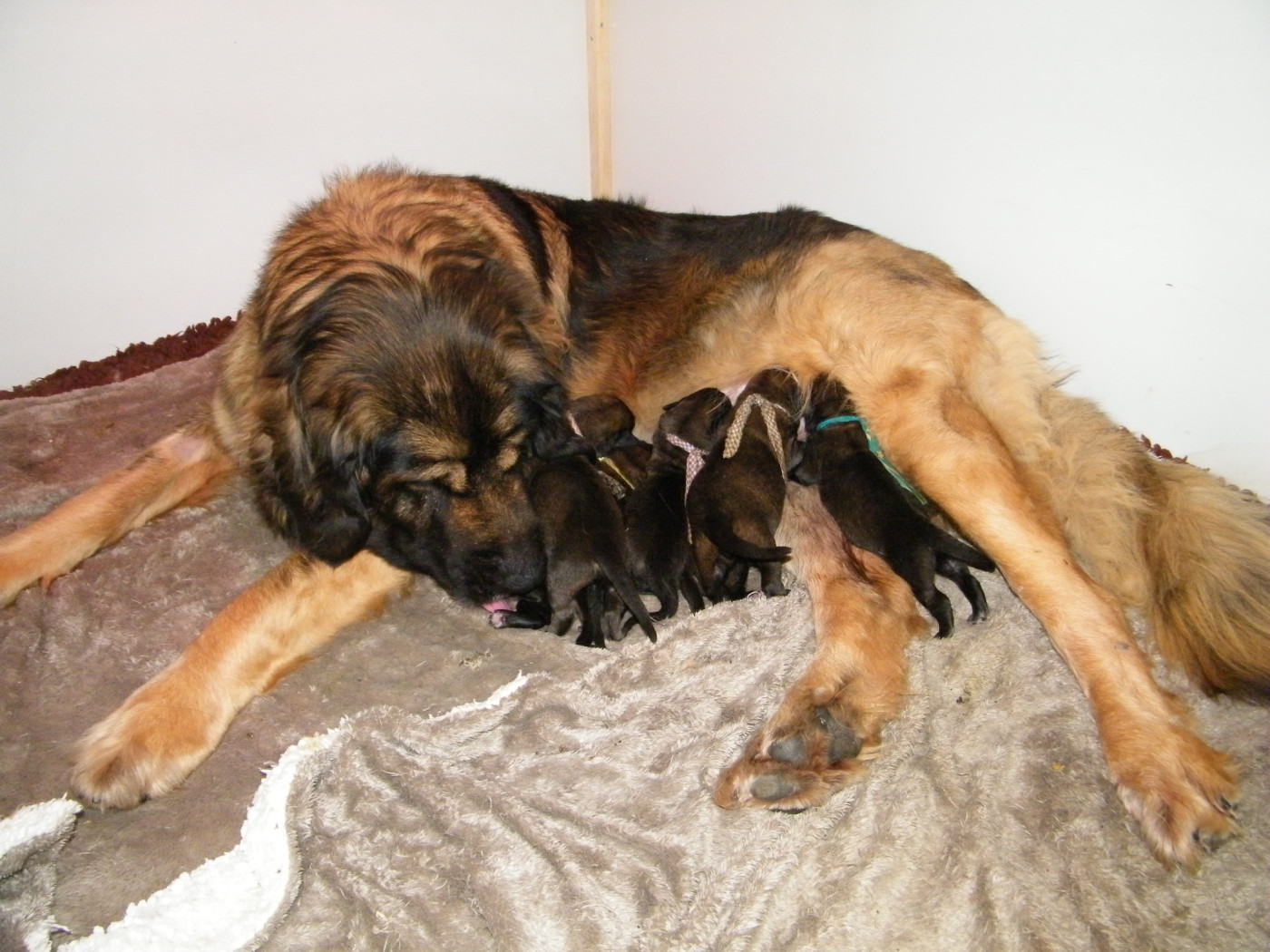 du Bonnie Blue Flag - Leonberger - Portée née le 24/01/2026