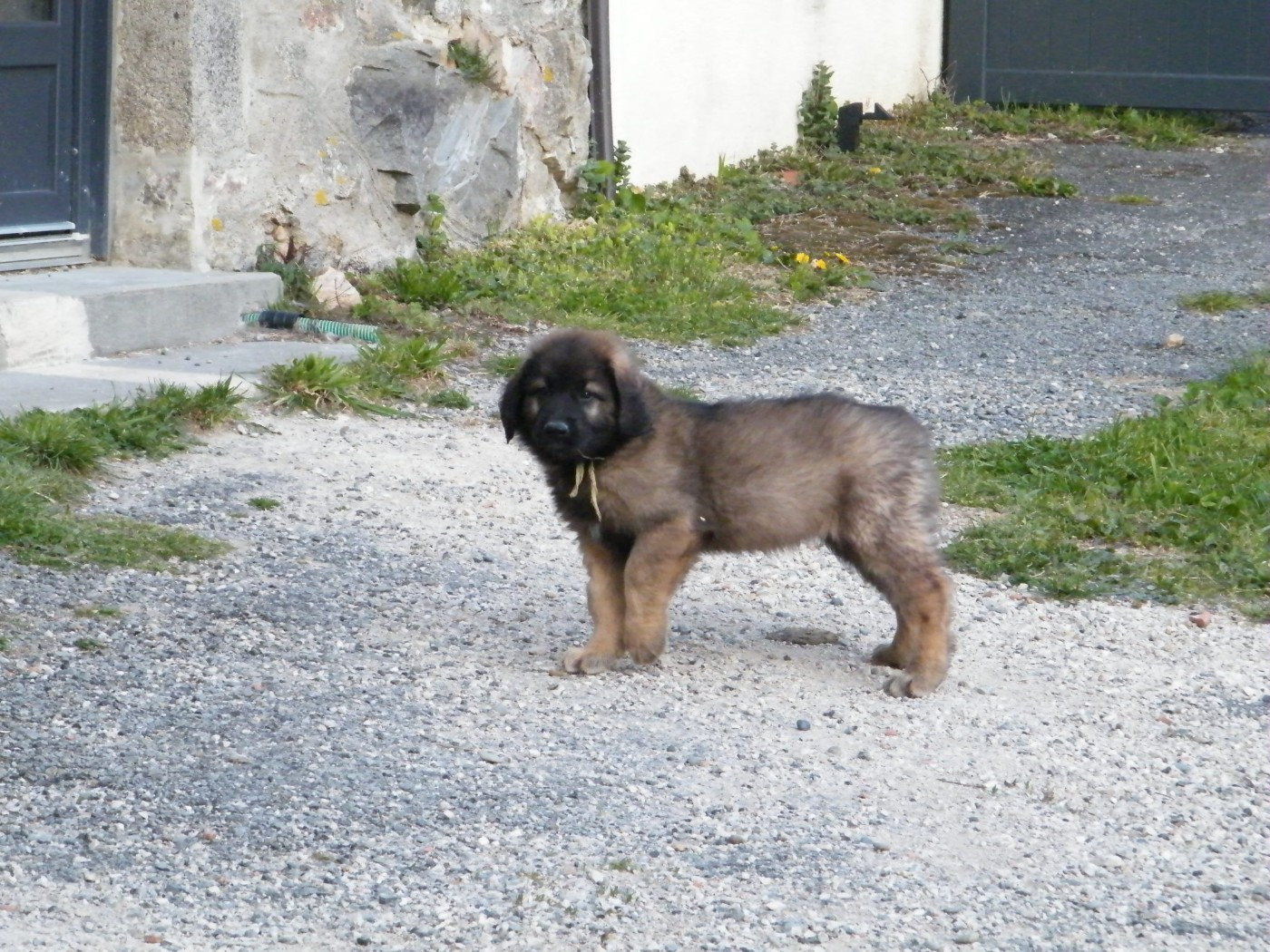 du Bonnie Blue Flag - Chiots disponibles - Leonberger