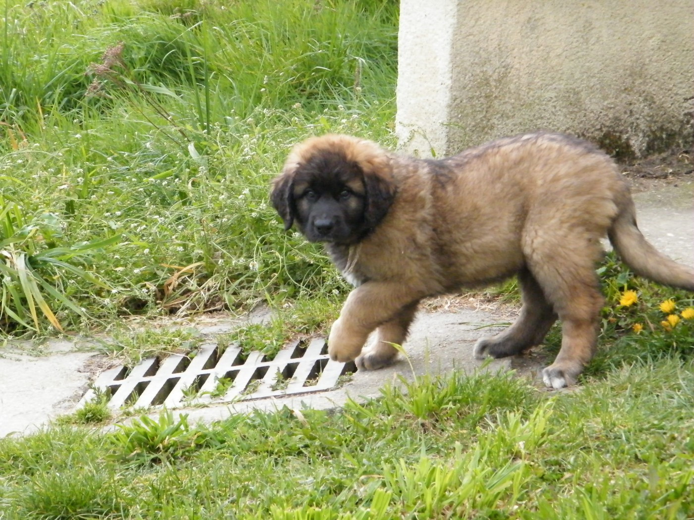 du Bonnie Blue Flag - Chiots disponibles - Leonberger