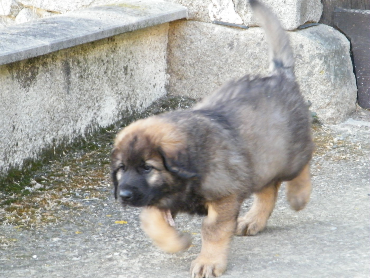 du Bonnie Blue Flag - Chiots disponibles - Leonberger