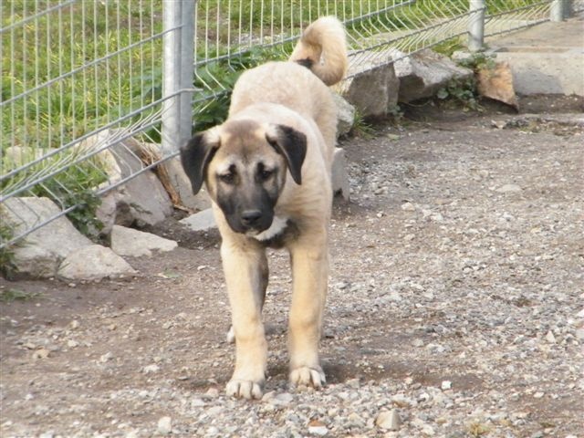 du Bonnie Blue Flag - Berger Kangal - Portée née le 14/08/2011